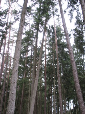 maibaumschneiden2008_5708.jpg