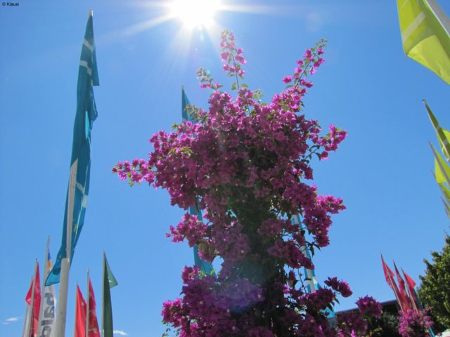 img_5265.jpg